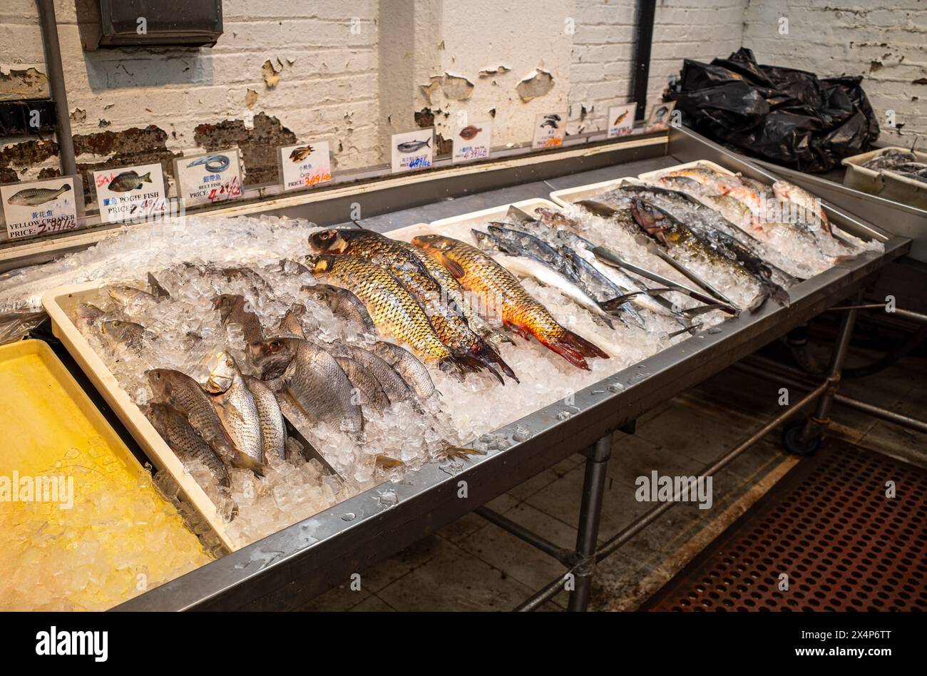 Un vivace spettacolo di pesci splende su un letto di ghiaccio frantumato, annidato in una stalla intempestiva di un mercato asiatico. Foto Stock