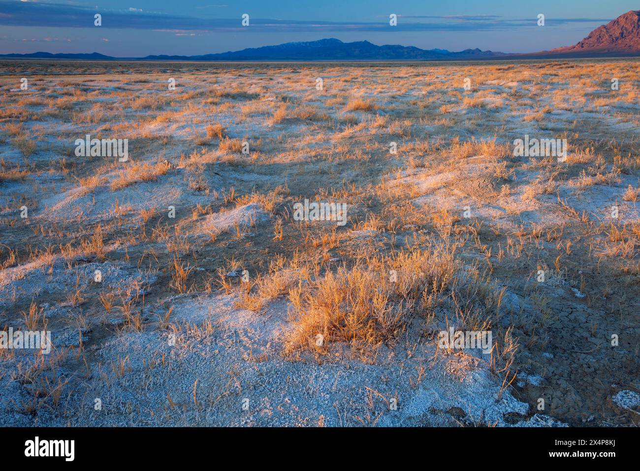 Fish Springs Flat, Fish Springs National Wildlife Refuge, Utah Foto Stock