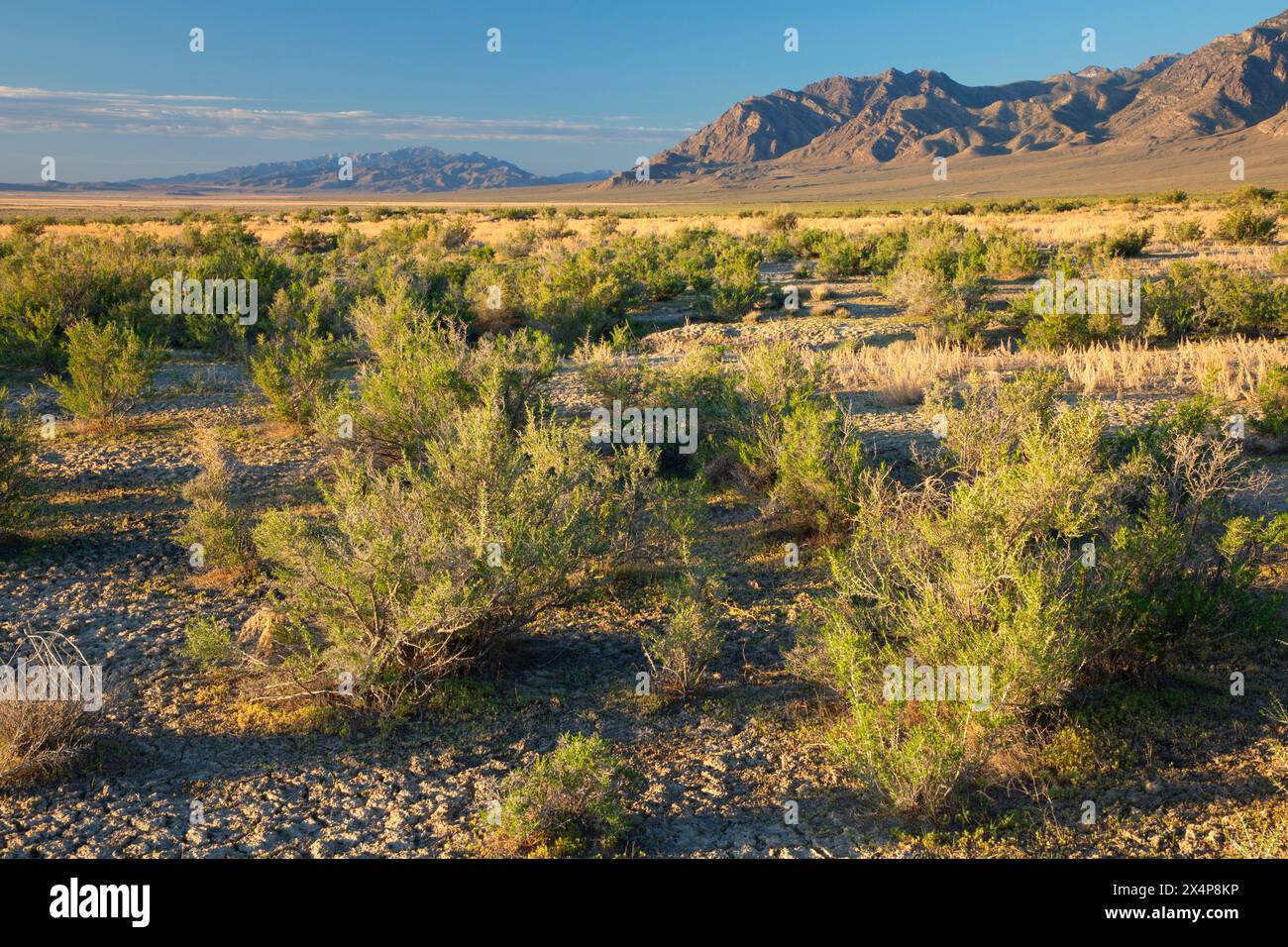 Fish Springs Flat, Fish Springs National Wildlife Refuge, Utah Foto Stock