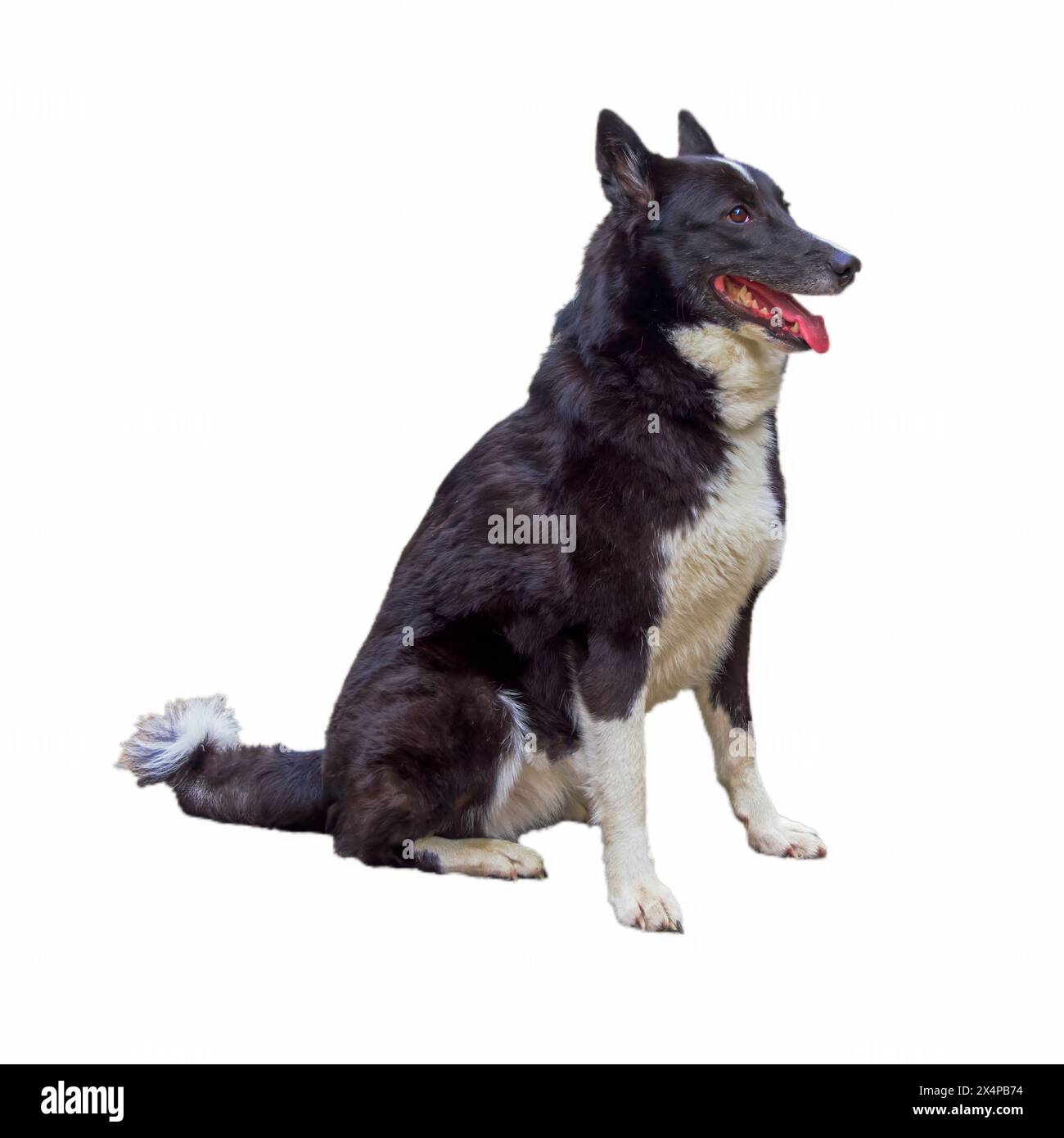 Cane dell'orso careliano di colore bianco e nero isolato su uno sfondo bianco da vicino. Foto Stock