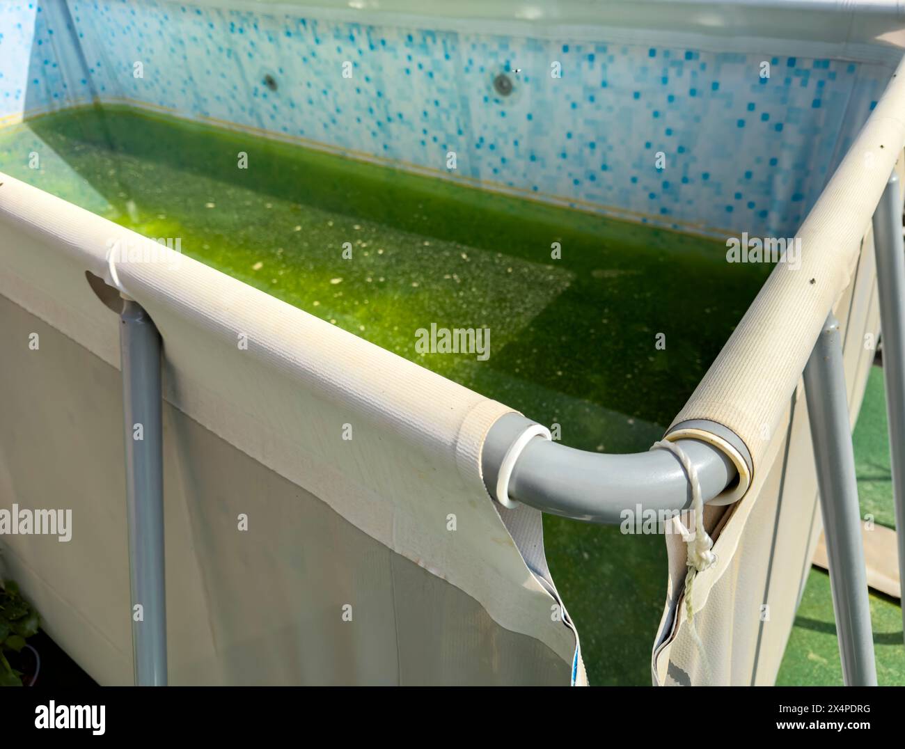 Piscina giardino con alghe verdi nell'acqua Foto Stock