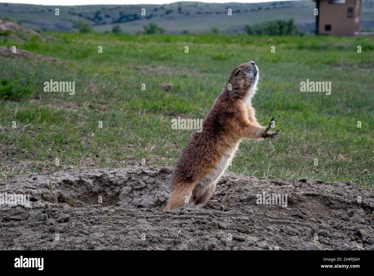 Cane prateria che suona fuori dal suo buco. Questo è stato fotografato nelle Badlands del South Dakota nel Badlands National Park. Foto Stock