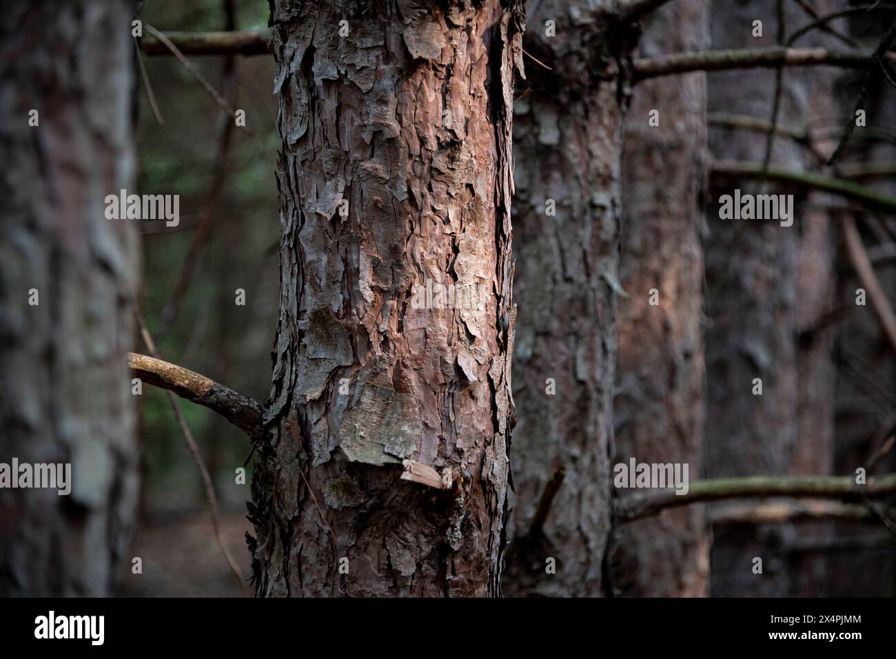 Una foresta di pini durante l'ora d'oro nei boschi del Minnesota. Foto Stock