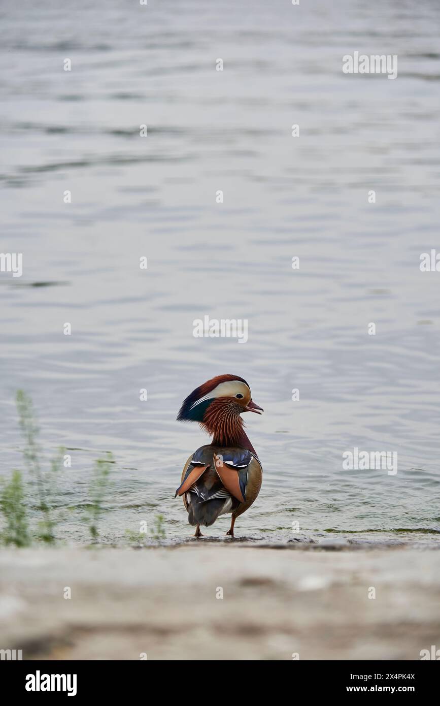 Variopinta anatra al mandarino Aix galericulata nel parco Beihai a Pechino, Cina Foto Stock