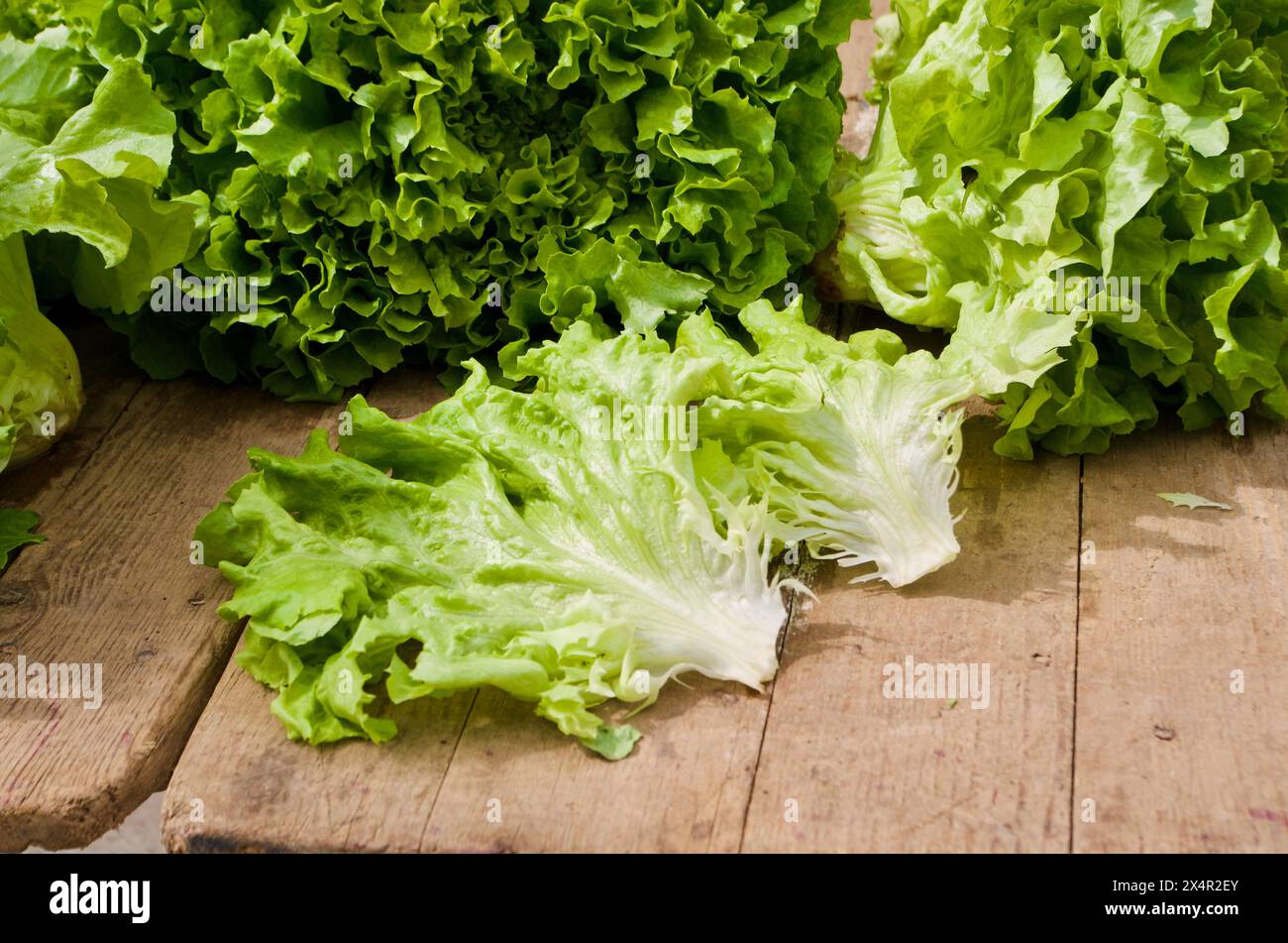 Lattuga fresca e croccante coltivata con metodo biologico in una stalla pronta per la vendita al mercato agricolo in Francia. Foto Stock