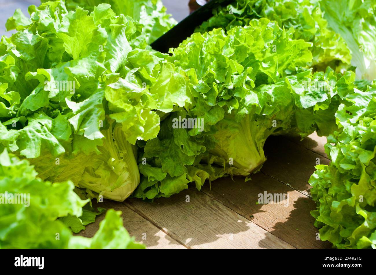 Lattuga fresca e croccante coltivata con metodo biologico in una stalla pronta per la vendita al mercato agricolo in Francia. Foto Stock