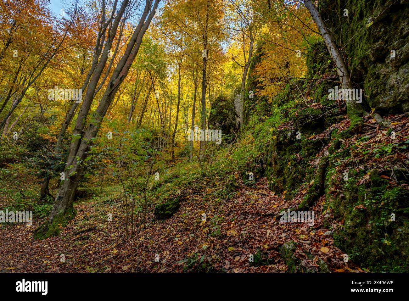 La splendida foresta autunnale del Parco Nazionale di Ojcow, Polonia Foto Stock