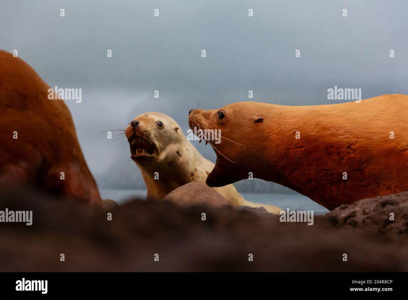 Leoni marini Steller nella galleria Seashore del Royal BC Museum di Victoria, British Columbia, Canada. Foto Stock