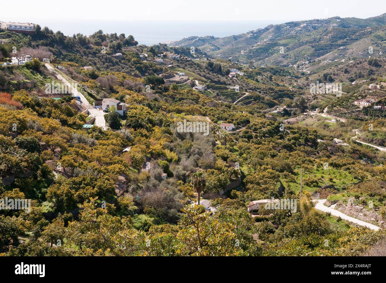 Frutteti e campi terrazzati si estendono sotto e oltre il "Villaggio bianco" di Frigiliana nella regione Axarquia dell'Andalusia, Spagna Foto Stock