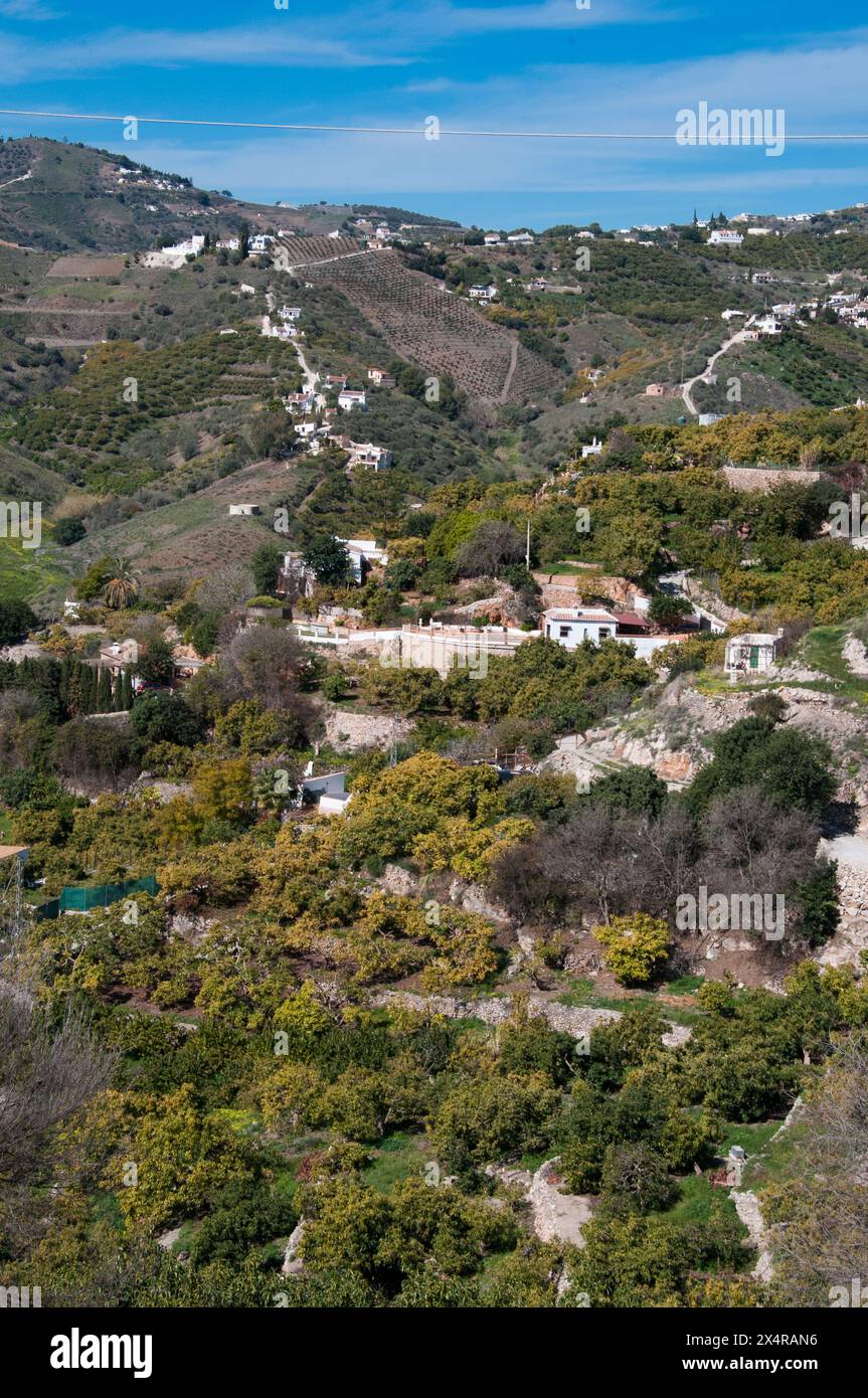 Frutteti e campi terrazzati si estendono sotto e oltre il "Villaggio bianco" di Frigiliana nella regione Axarquia dell'Andalusia, Spagna Foto Stock