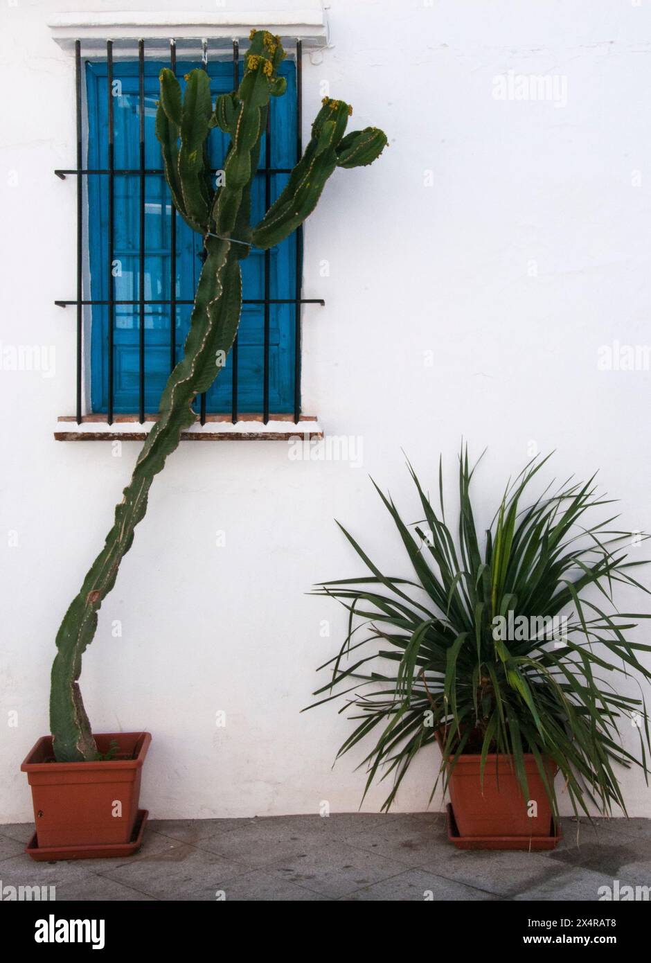 Piante potenti succulente animano un muro imbiancato nel "Villaggio bianco" di Frigiliana, Andalusia, Spagna Foto Stock