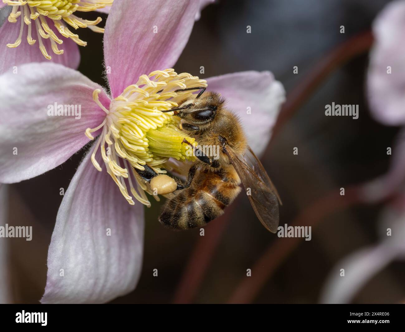 Api mellifere, Apis mellifera, su un fiore di clematide con un grande pellet di polline incollato sul cestello del polline sulla gamba posteriore Foto Stock