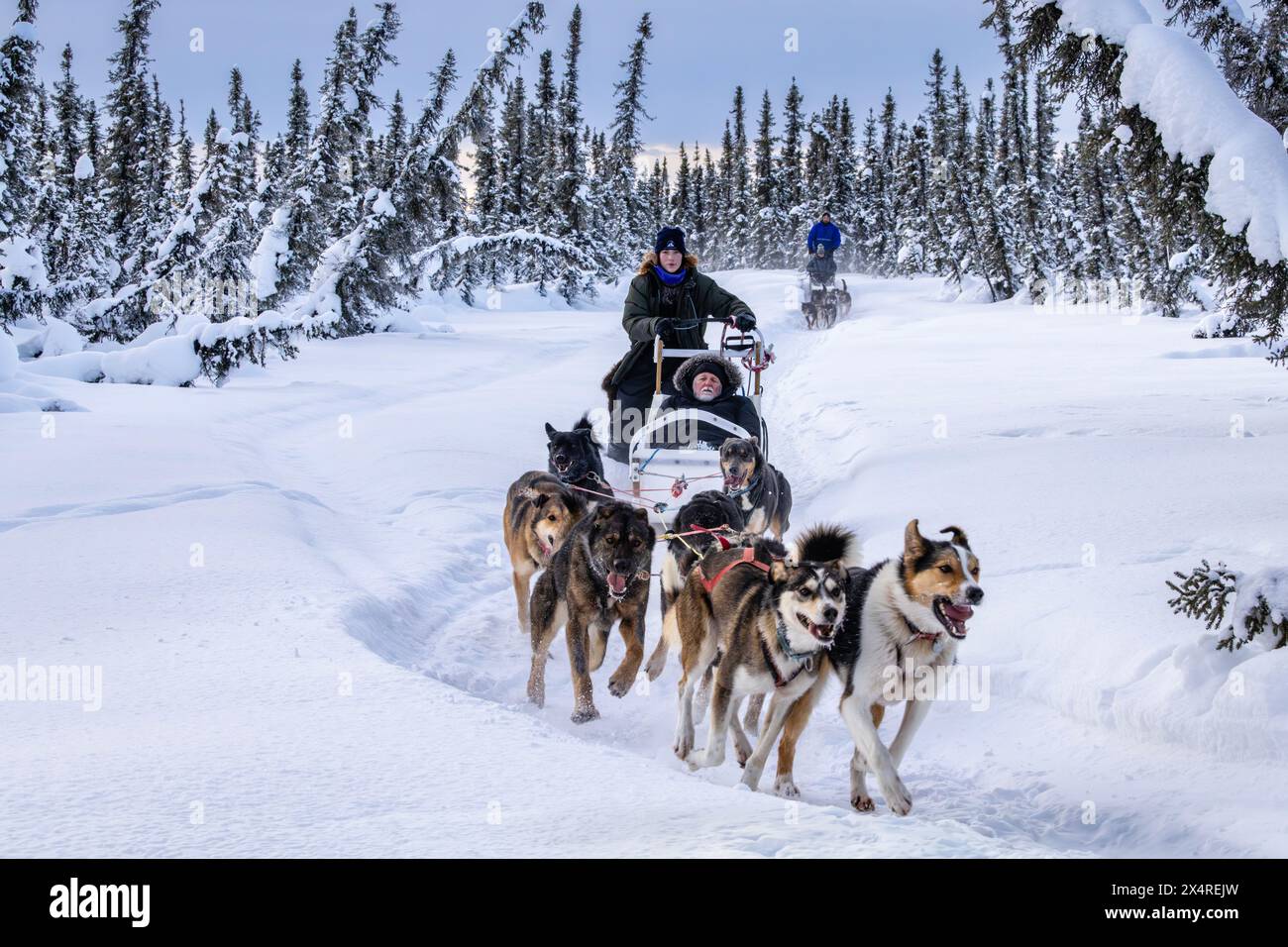 Slitta trainata da cani con musher Iditarod, Pleasant Valley, Alaska, Stati Uniti Foto Stock