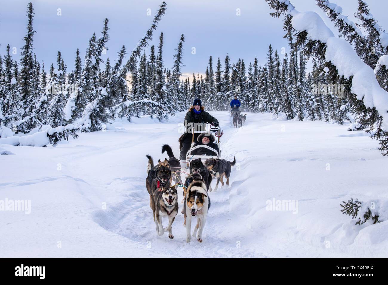 Slitta trainata da cani con musher Iditarod, Pleasant Valley, Alaska, Stati Uniti Foto Stock