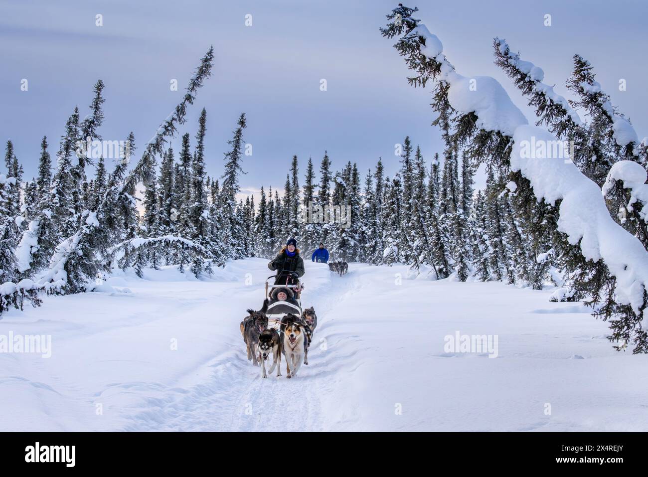 Slitta trainata da cani con musher Iditarod, Pleasant Valley, Alaska, Stati Uniti Foto Stock