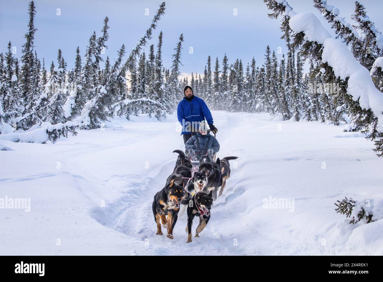 Slitta trainata da cani con musher Iditarod, Pleasant Valley, Alaska, Stati Uniti Foto Stock