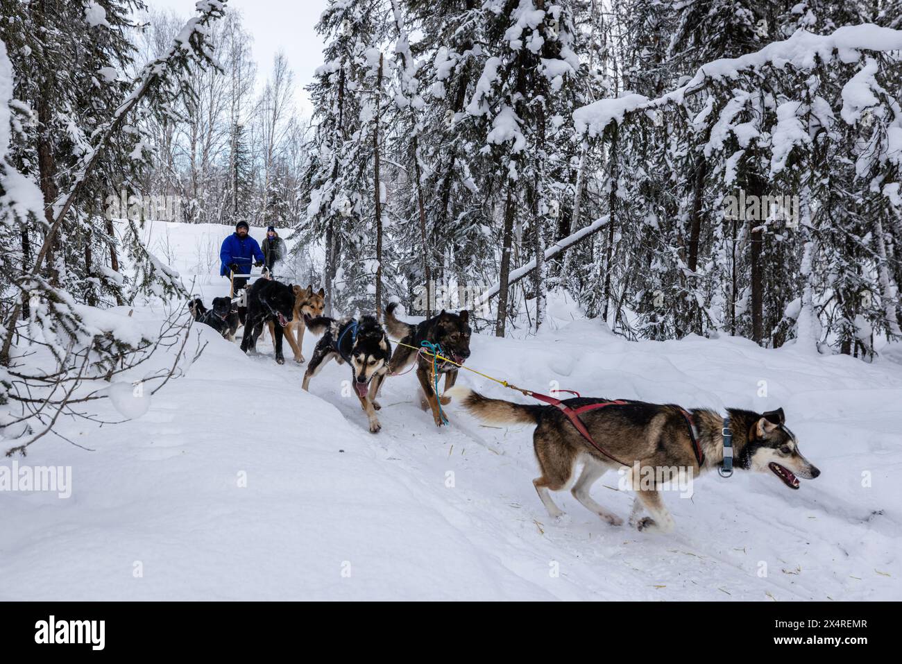 Slitta trainata da cani con musher Iditarod, Pleasant Valley, Alaska, Stati Uniti Foto Stock