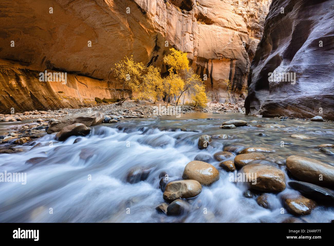 Virgin River Narrows presso lo Zion National Park, Utah, USA Foto Stock