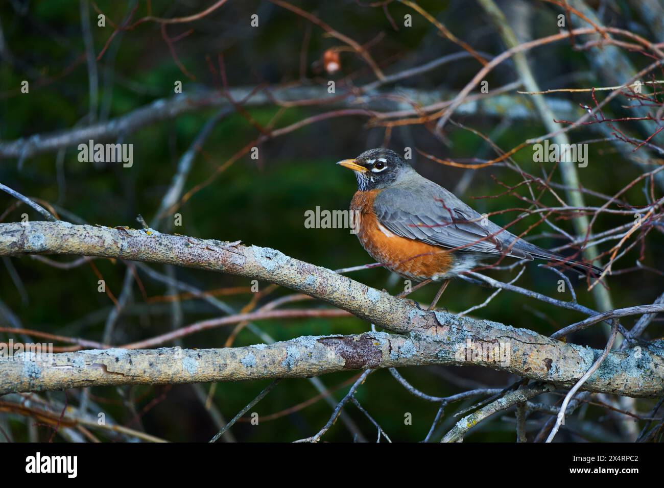 Un omaggio visivo al Robin americano Foto Stock