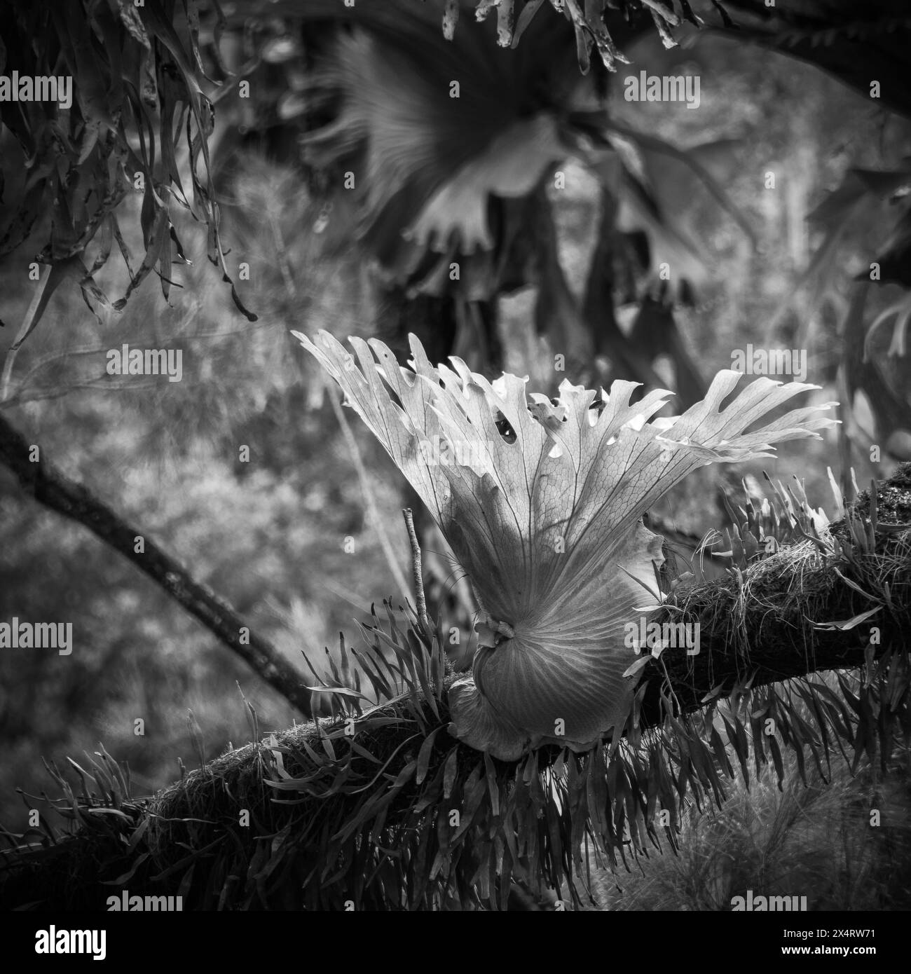 Elkhorn sulla diramazione nella foresta pluviale. Foto Stock