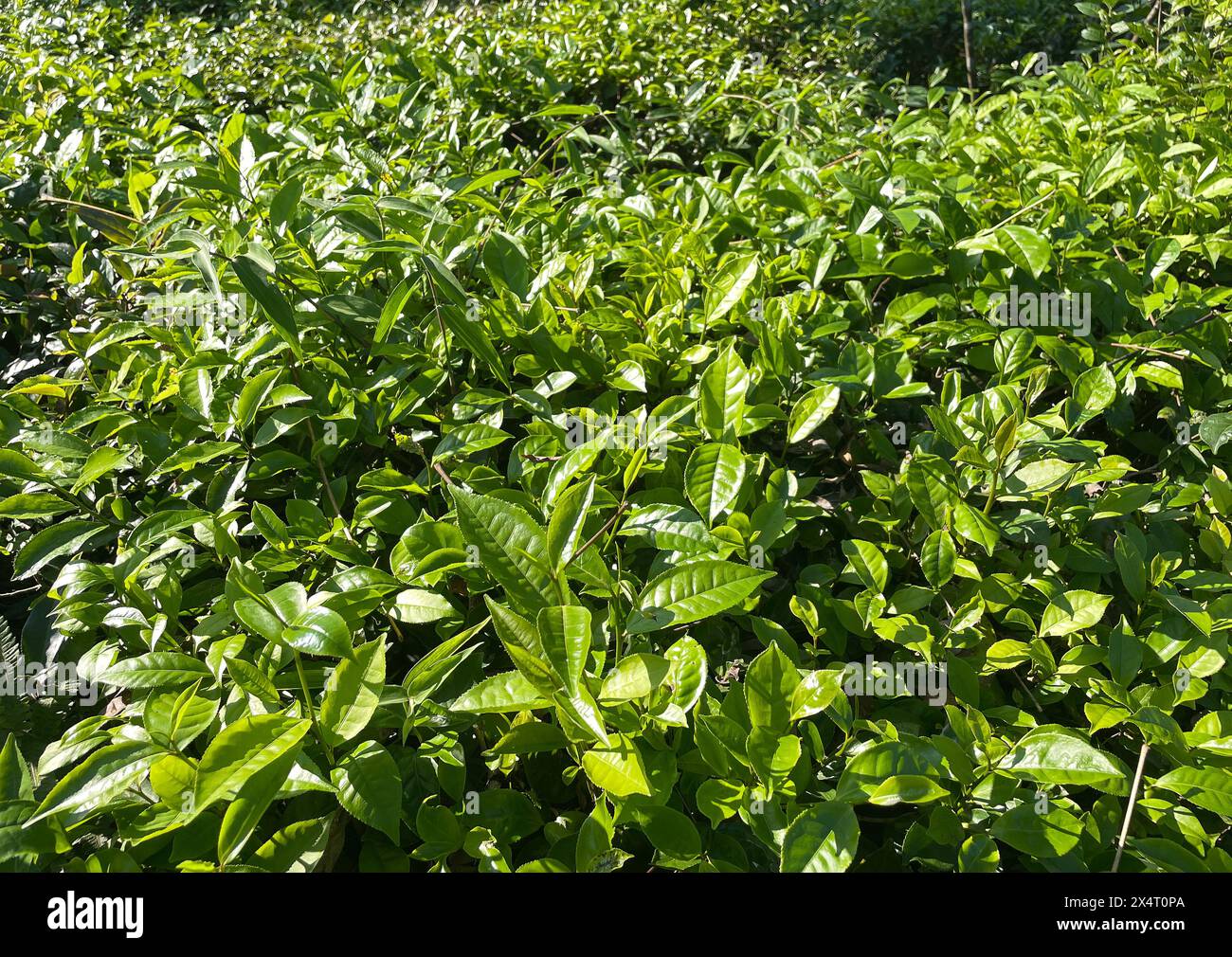 Giardino da tè e alberi da tè. Árbol de té شجرة الشاي árvore do chá Tee Baum 차나무 चाय का पौधा tsob ntoo tshuaj yej pohon teh ティーツリー Foto Stock