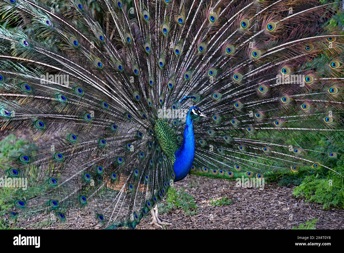 Indian Peafowl - pavoni con coda aperta Foto Stock