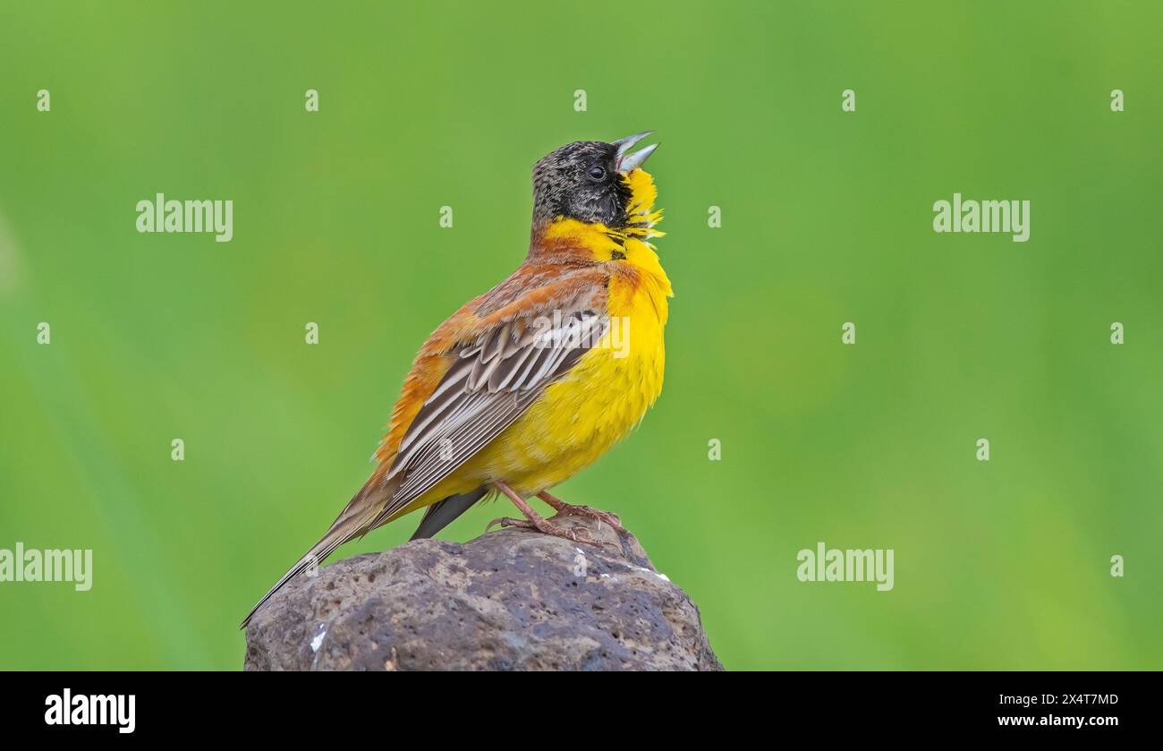 Il Bunting dalla testa nera (Emberiza melanocephala) viene in Turchia dall'Africa per riprodursi nei mesi estivi. E' diffusa in Asia e in Europa durante il periodo del primo anno Foto Stock