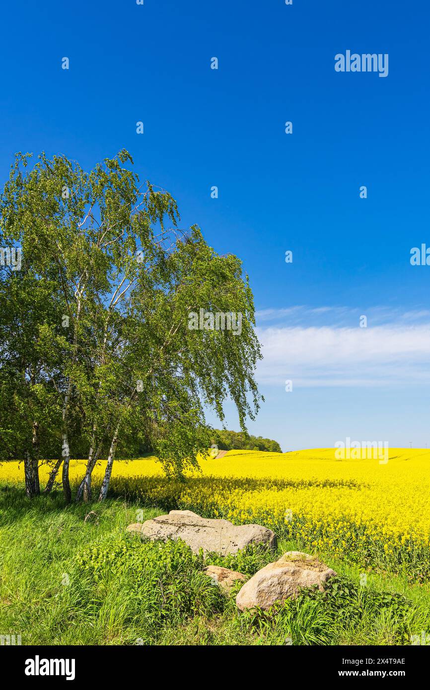 Campo di canola con alberi e cielo blu vicino a Parkentin, Germania. Foto Stock
