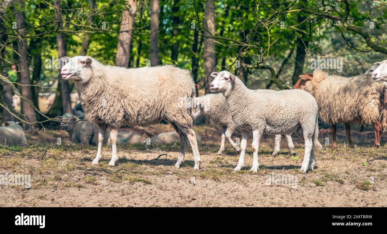 Pecore e agnello in natura. Vista laterale. Foto Stock