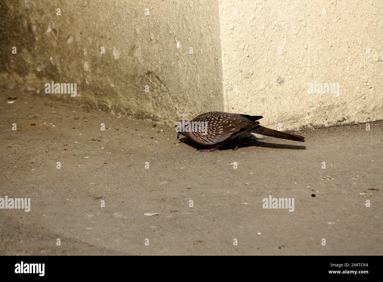 Colomba maculata (Spilopelia chinensis suratensis) in cerca di cibo: (Pix Sanjiv Shukla) Foto Stock