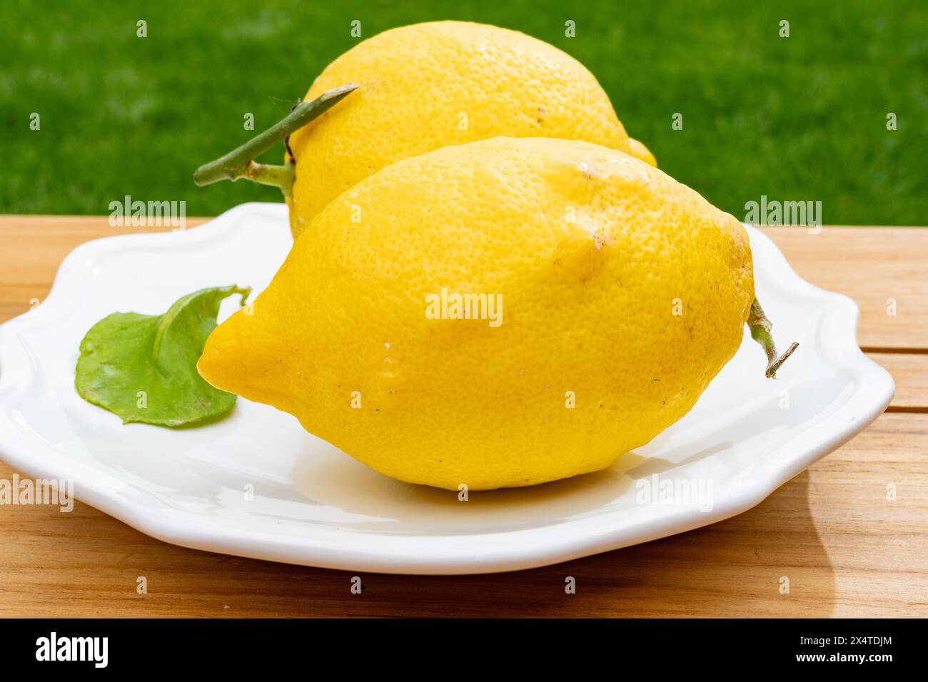 Limoni gialli italiani freschi e maturi di Sorrento, nuova raccolta Foto Stock