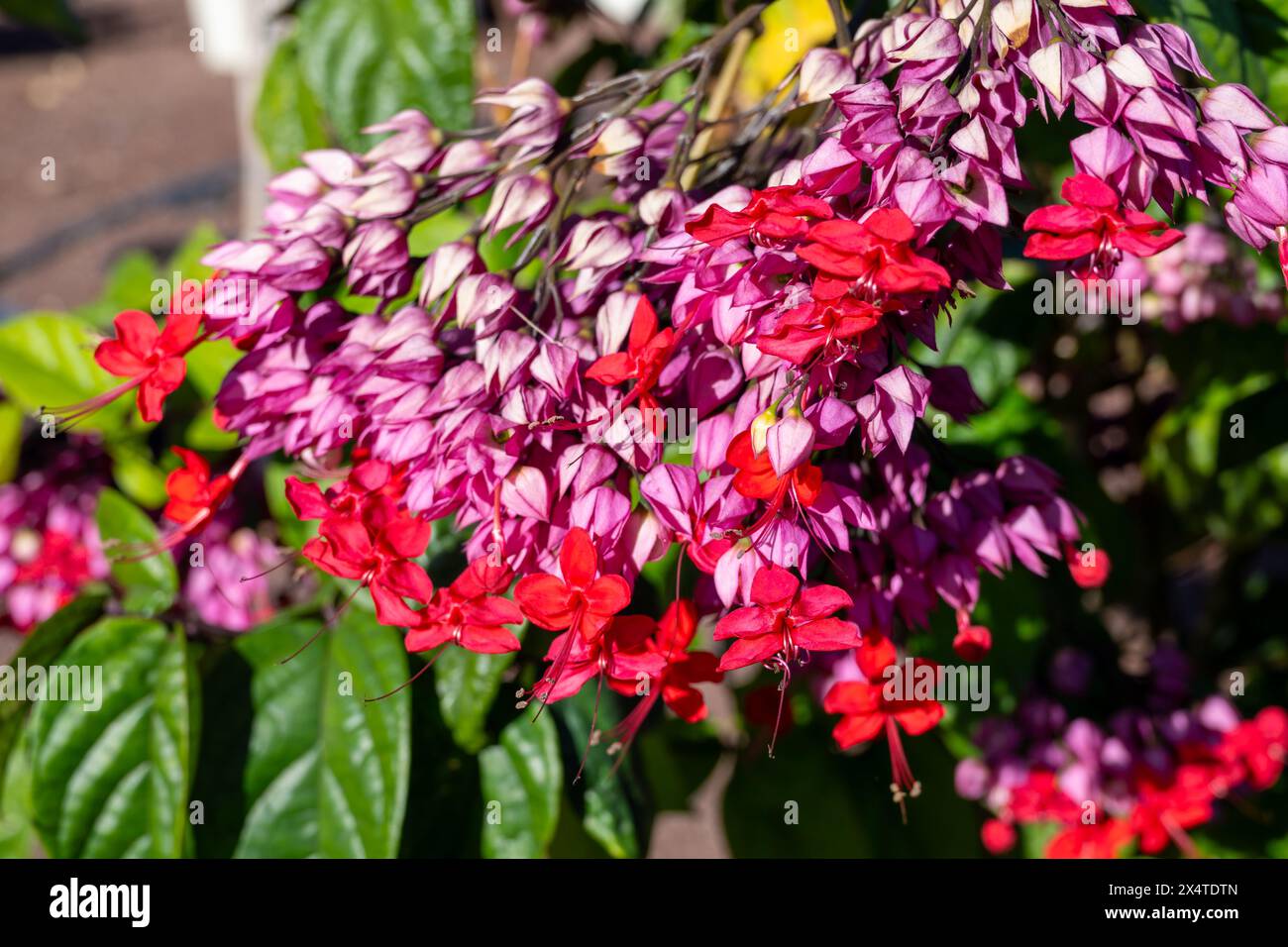 Fiori rosa di clerodendrum thomsoniae sanguinante gloria-bower pianta in fiore primo piano Foto Stock