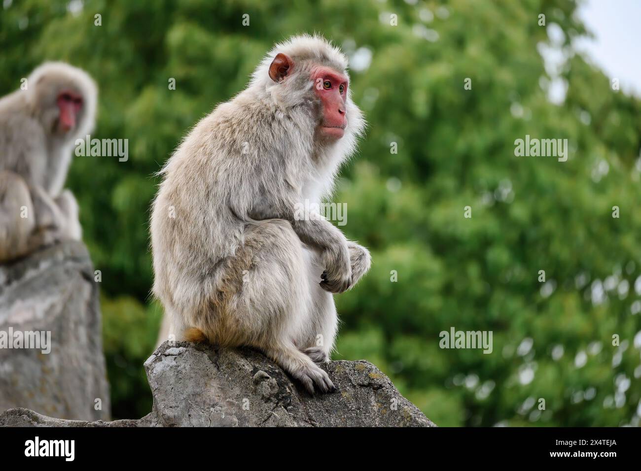 Macaco giapponese allo zoo di Ueno a Tokyo, Giappone. I giardini zoologici di Ueno sono il più antico zoo del Giappone. Foto Stock