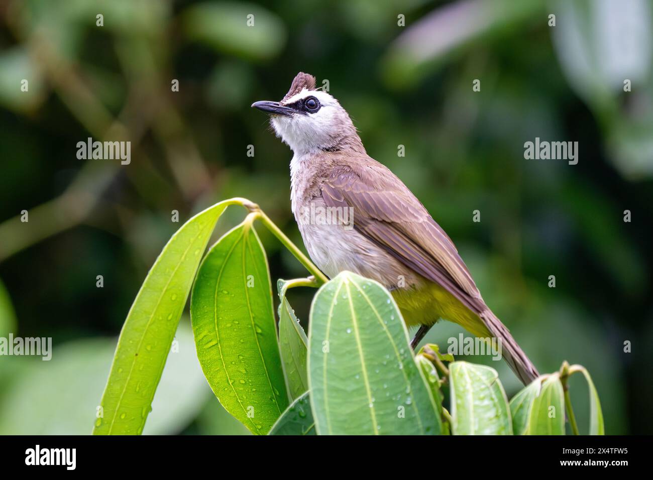 Bulbul con sfiato giallo (Pycnonotus goiavier), o bulbul con sfiato giallo orientale da vicino nella foresta di Singapore Foto Stock
