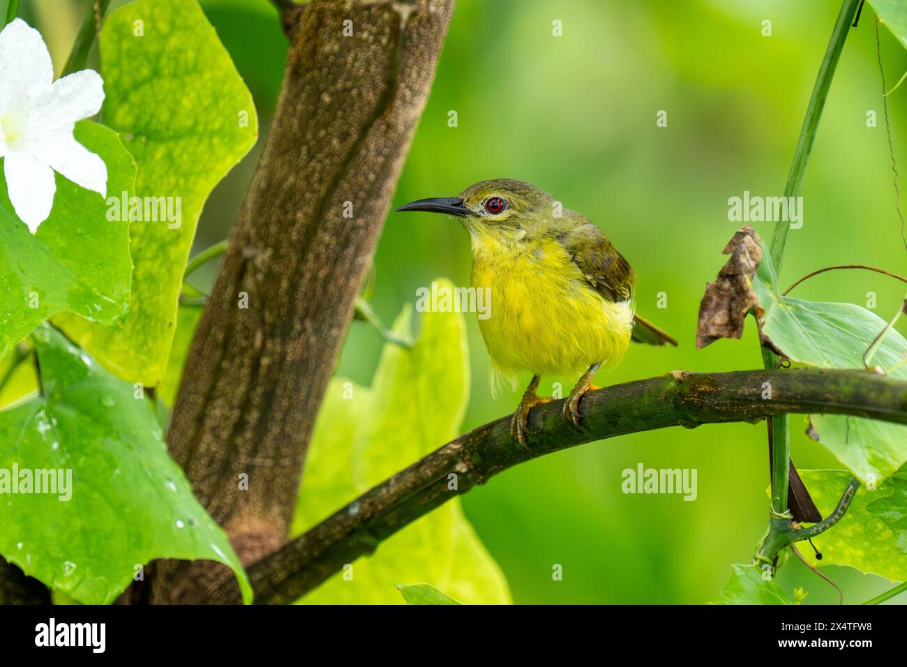 Femmina di sunbird dalla gola marrone (Anthreptes malacensis), noto anche come il sunbird dalla gola piana da vicino su un albero a Singapore. Foto Stock