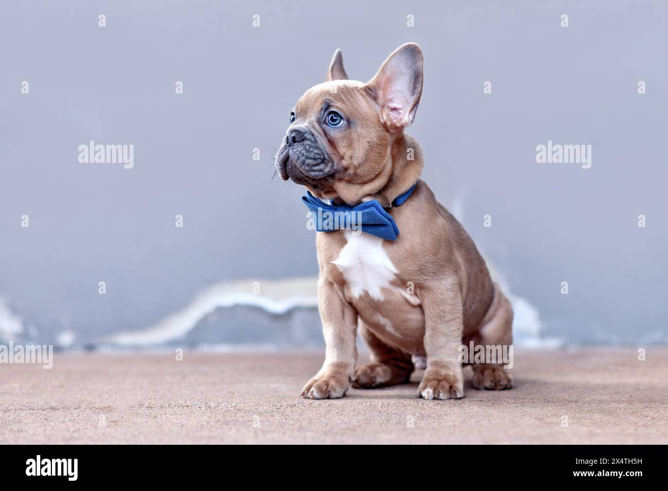 Simpatico cucciolo di cane Bulldog francese rosso e rosso con papillon blu davanti alla parete grigia Foto Stock