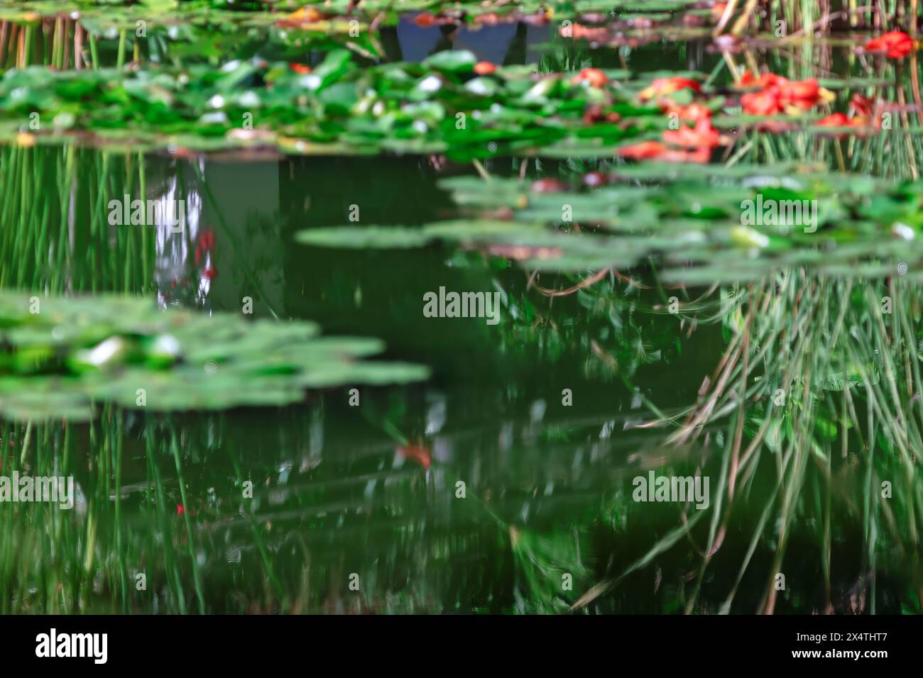 Ninfee nello stagno con foglie verdi e riflessi nell'acqua Foto Stock