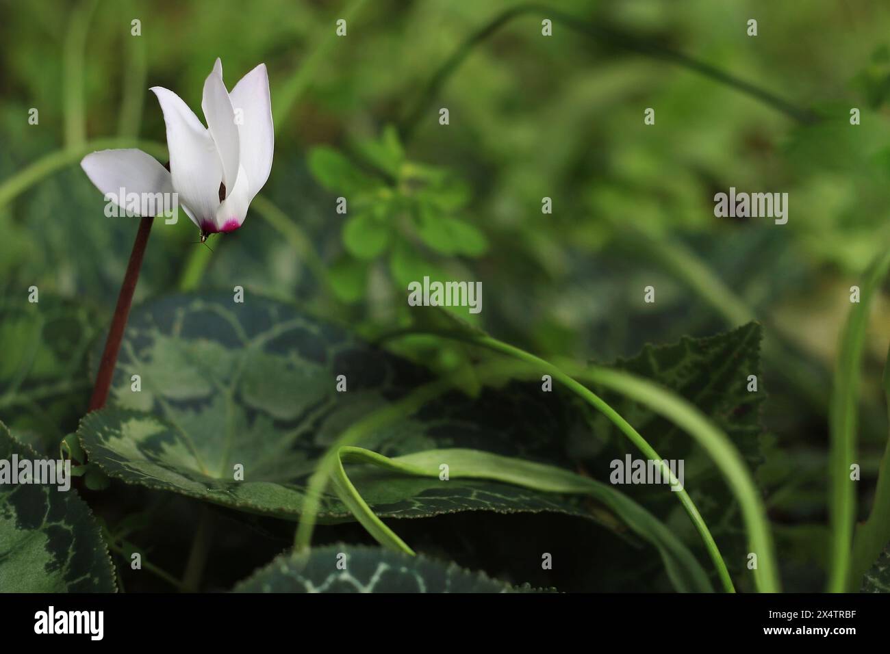 Un fiore di pane bianco che cresce in natura. Foto Stock