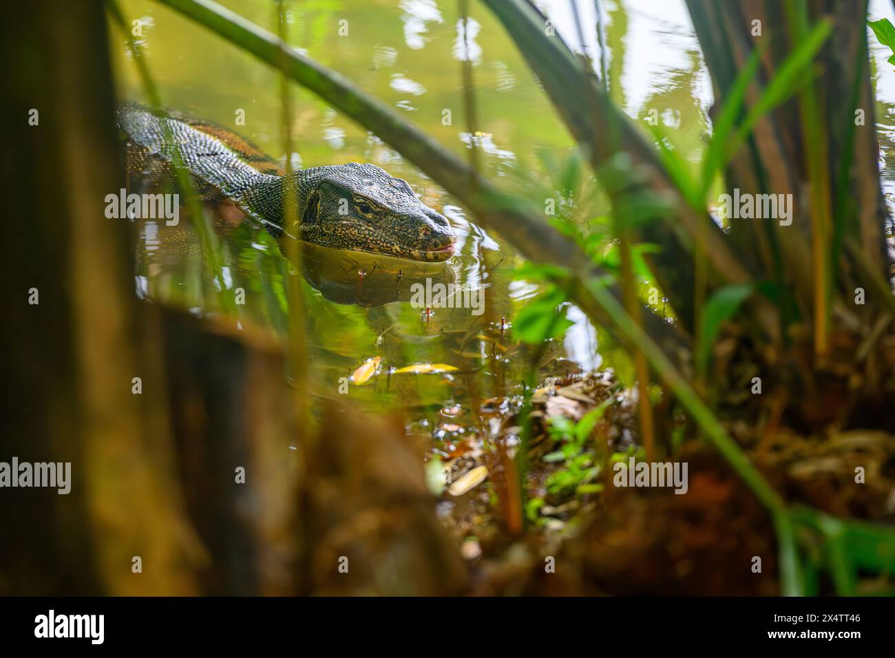 Una lucertola nascosta nel Lago Symphony ai Giardini Botanici di Singapore, Singapore Foto Stock