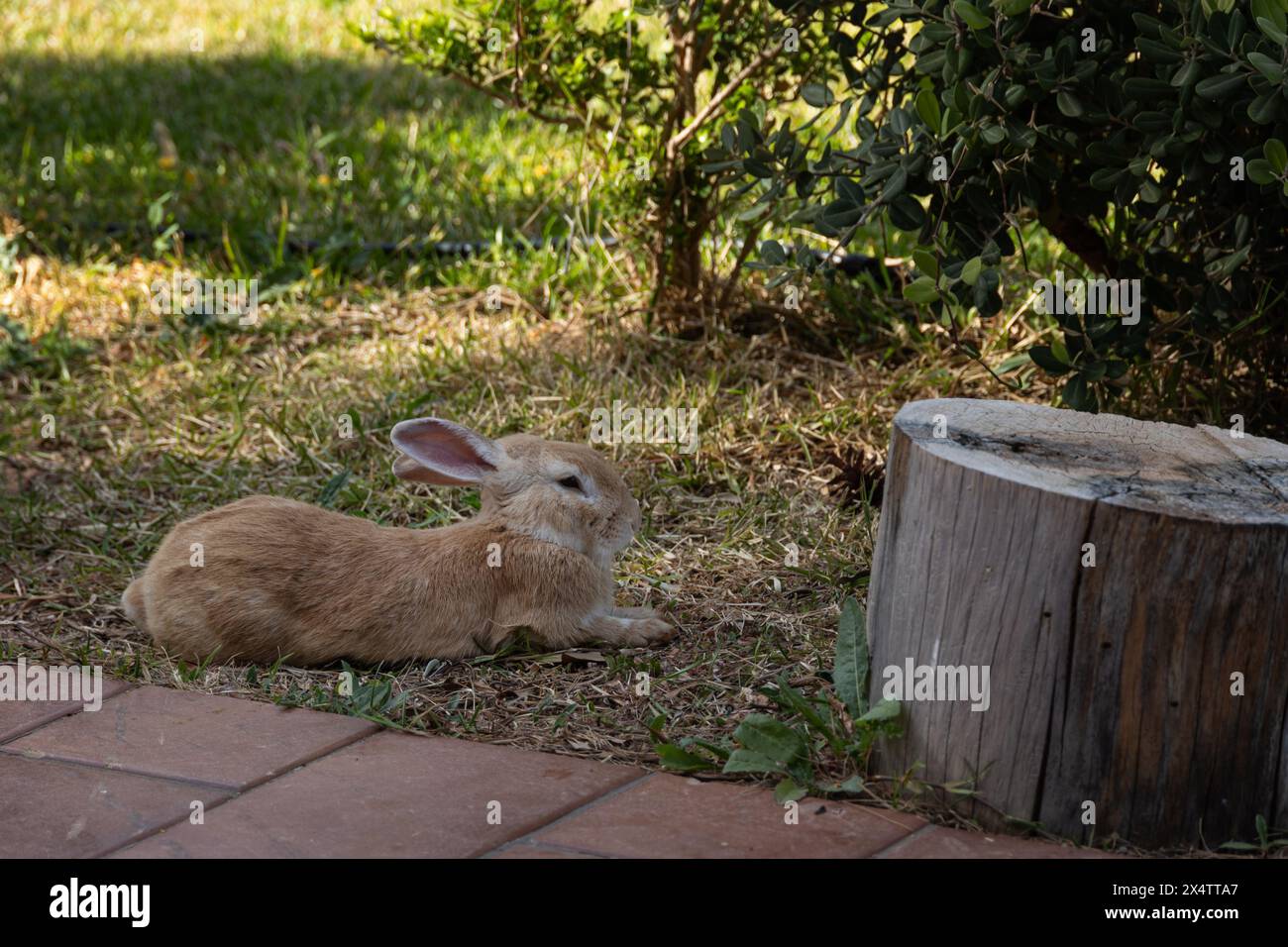 Rabbit sedette all'ombra in Sicilia, Italia, aprile 2024 Foto Stock