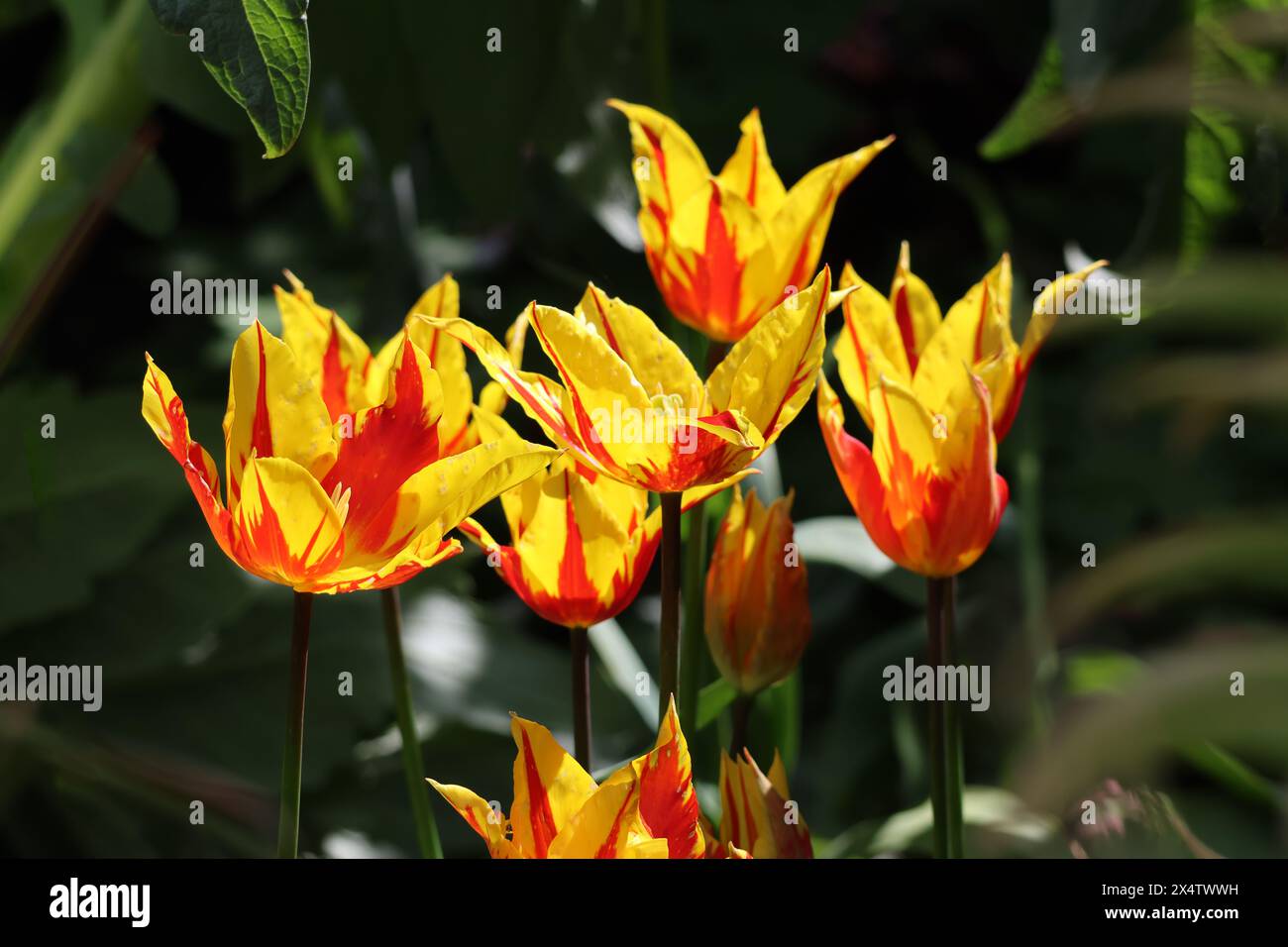 Tulipani Tulipa "Fire Wings" rosso-giallo che crescono in un giardino Foto Stock