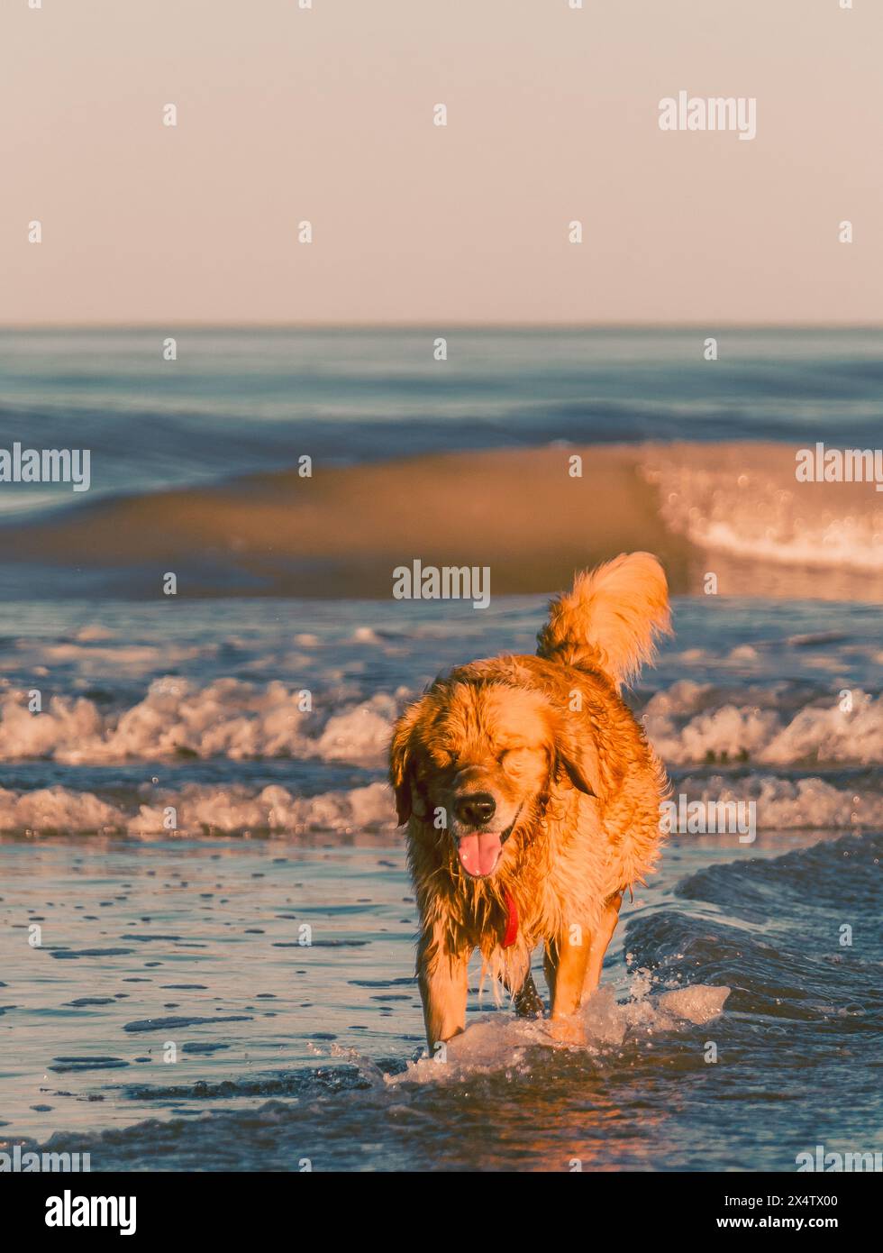 Max vive la sua vita migliore in spiaggia, giocando nell'oceano. Foto Stock