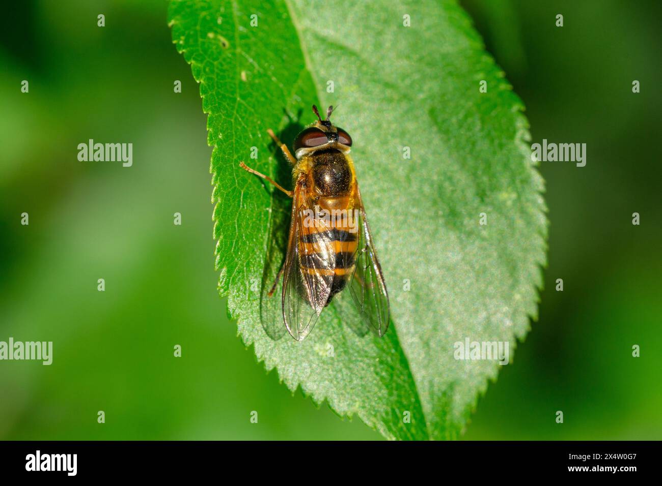 Primo piano di un hoverfly (Epistrophe eligans) che colpisce su una foglia al sole Foto Stock