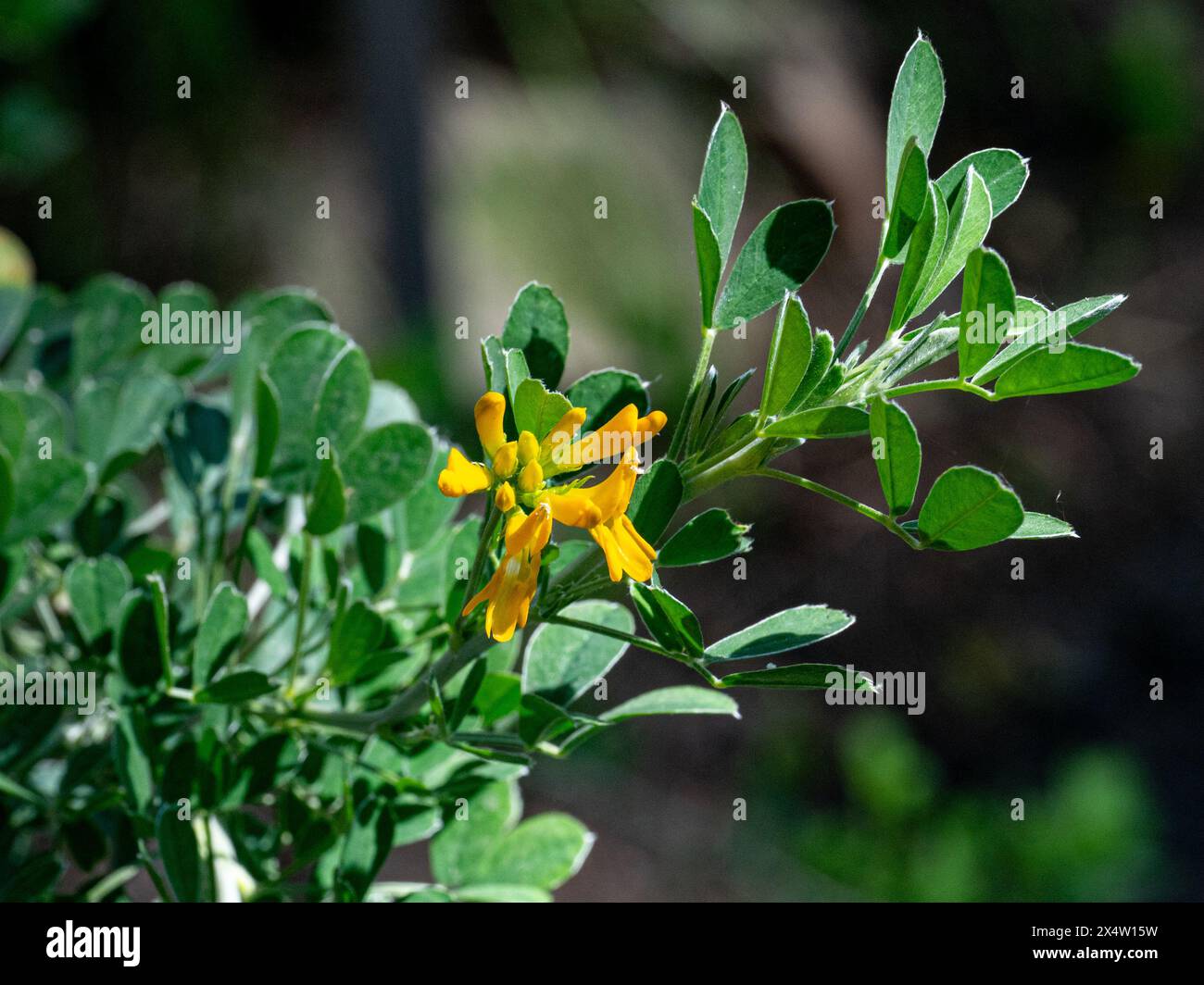 Fiori di Medicago arborea, specie vegetali del genere Medicago Foto Stock