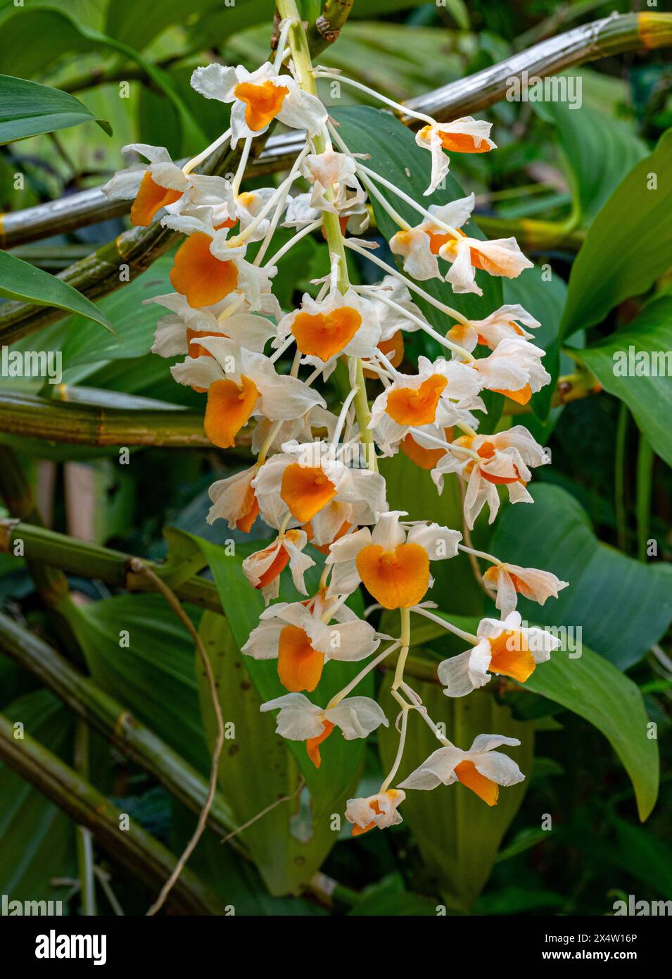 Bella Dendrobium thyrsiflorum orchid in mattinata al giardino, alta altitudine foresta pluviale orchid comunemente chiamato il Pigna-come racemo Dendrobium Foto Stock