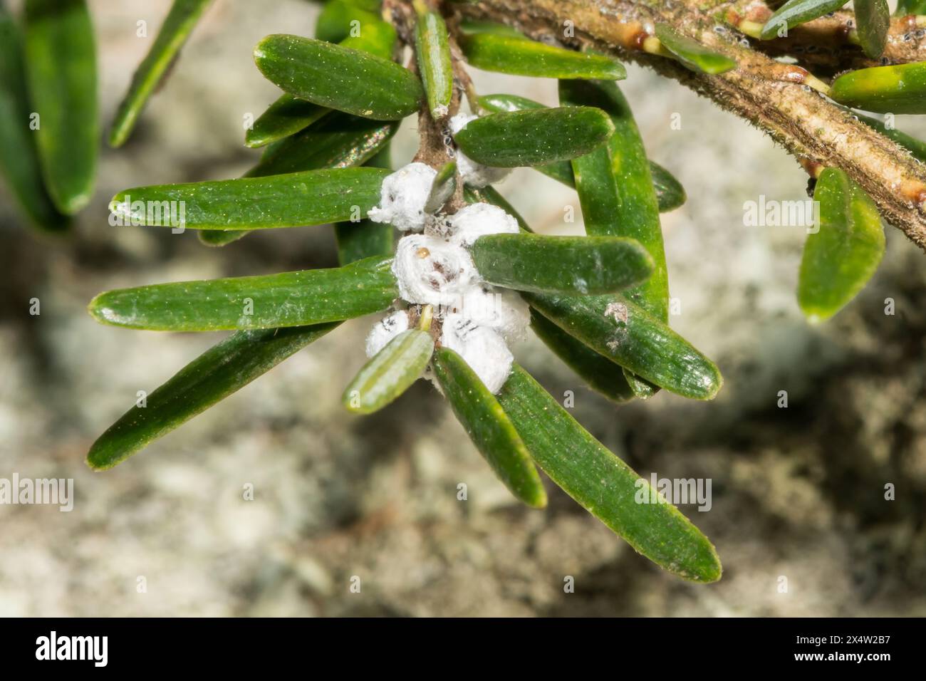 Hemlock Woolly Adelgid - Adelges tsugae Foto Stock