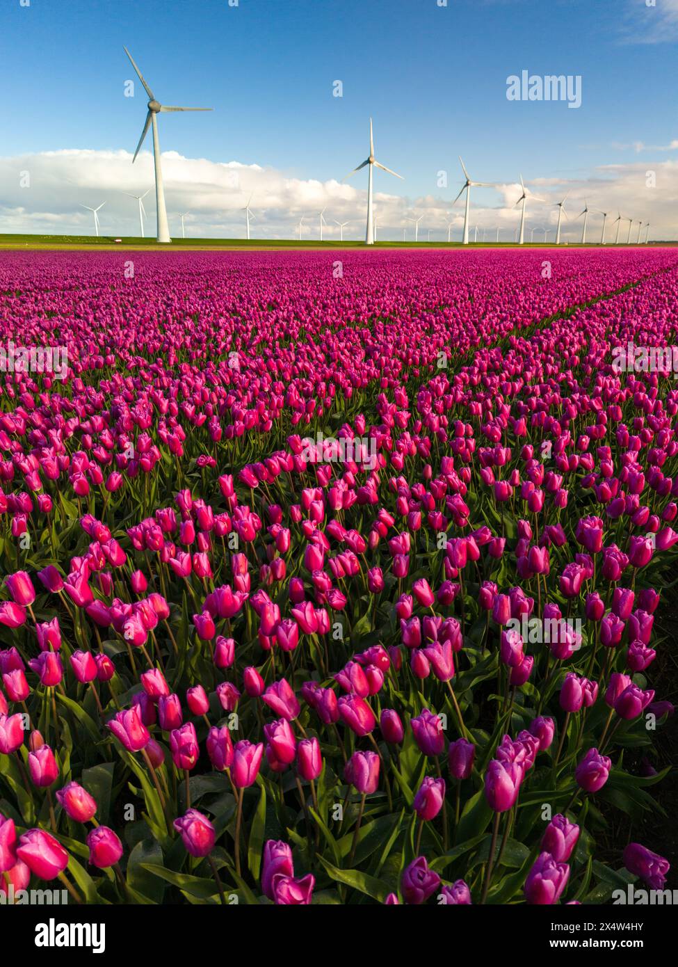 Un colorato campo di tulipani rosa vibranti che ondeggiano nella leggera brezza, con turbine a vento sullo sfondo nei Paesi Bassi durante la primavera. Foto Stock