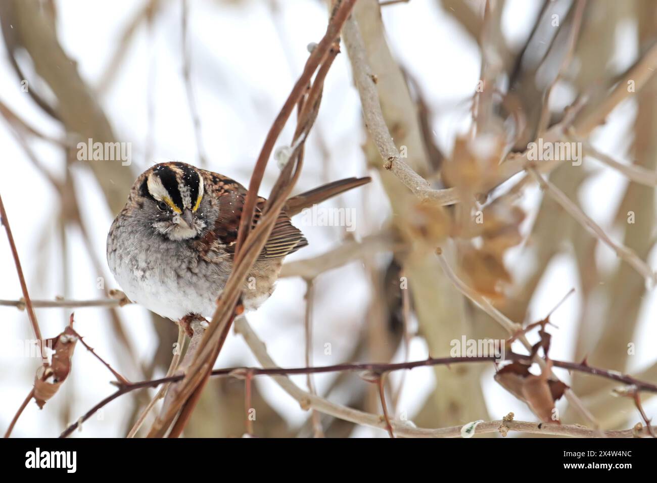 Un passero adulto dalla gola bianca (Zonotrichia albicollis) poggia su una filiale in Indiana, USA, con striature di neve in inverno Foto Stock