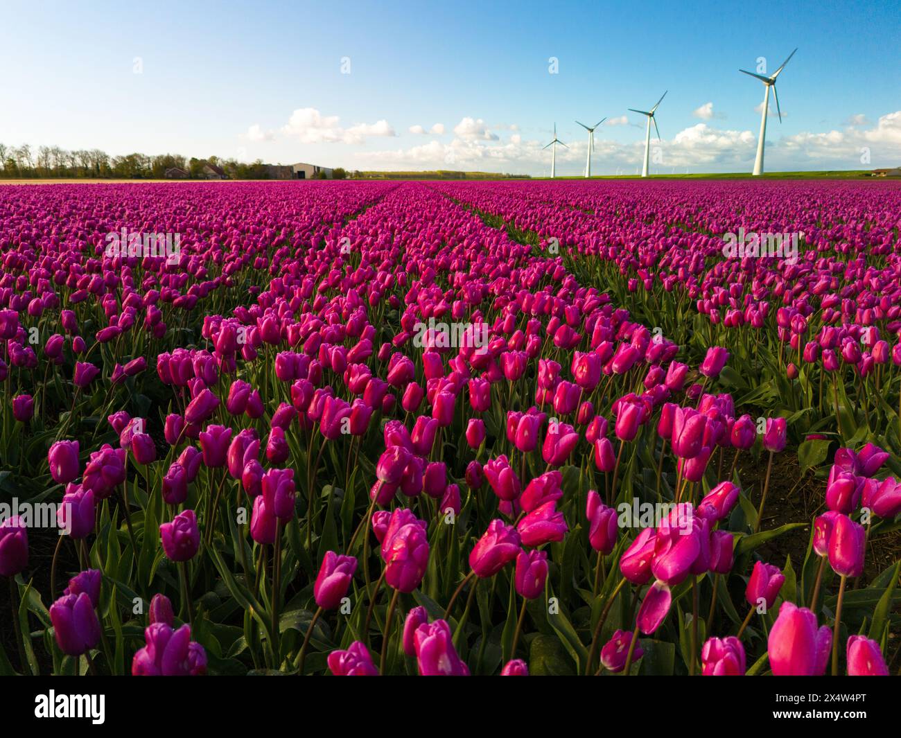 Un'esposizione mozzafiato di un campo ricoperto di tulipani rosa vibranti, che ondeggia aggraziatamente mentre i mulini a vento si ergono alti sullo sfondo, catturando l'essenza della primavera nei Paesi Bassi. Foto Stock