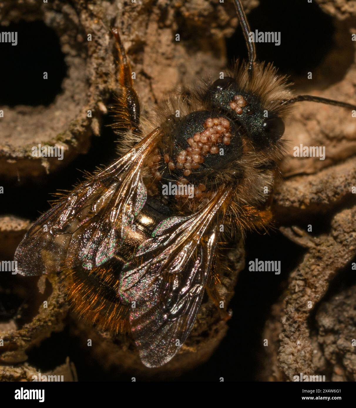 Mason Bee Foto Stock